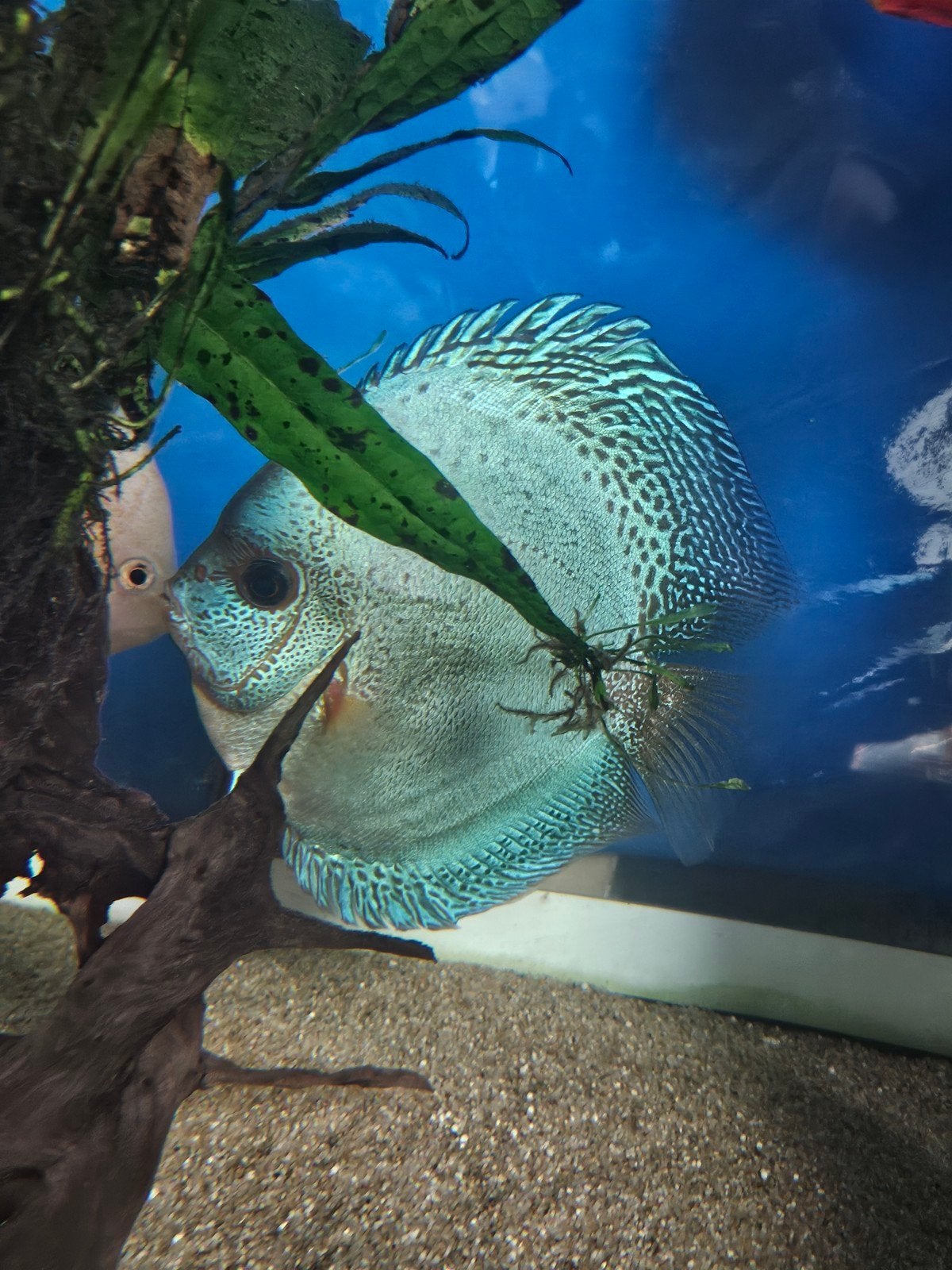 6 discussen 6 l nummers en bijvissen, Dieren en Toebehoren, Vissen | Aquariumvissen, Vis