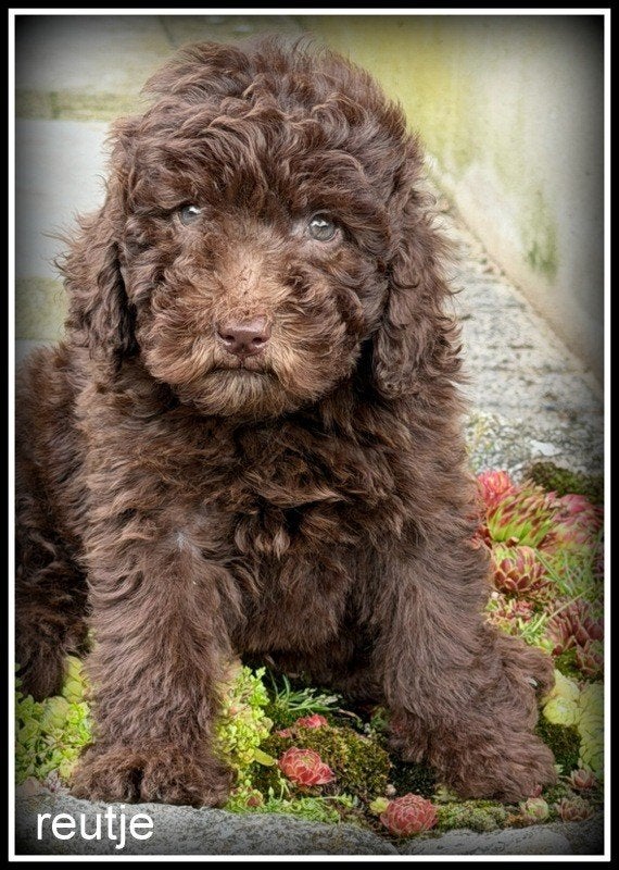 Labradoodle pups +/- 45cm Blond zwart bruin, Dieren en Toebehoren, Nederland, Parvo, Overige rassen, 8 tot 15 weken