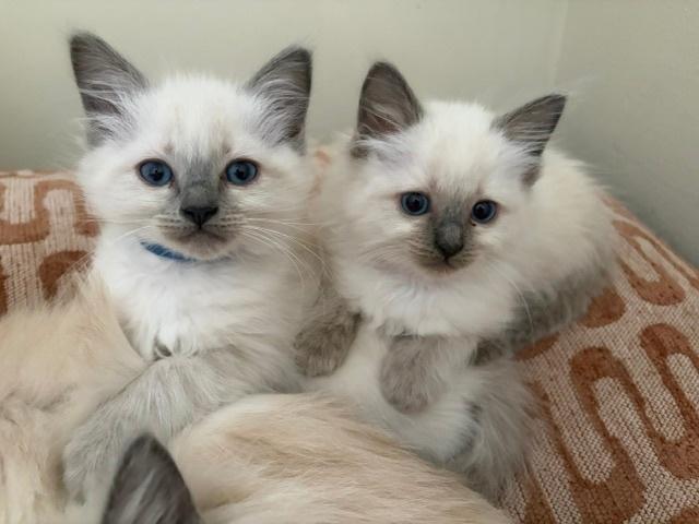 Ragdoll kittens met stamboom, Dieren en Toebehoren, Katten en Kittens | Raskatten | Langhaar, Meerdere dieren, Met stamboom, 0 tot 2 jaar