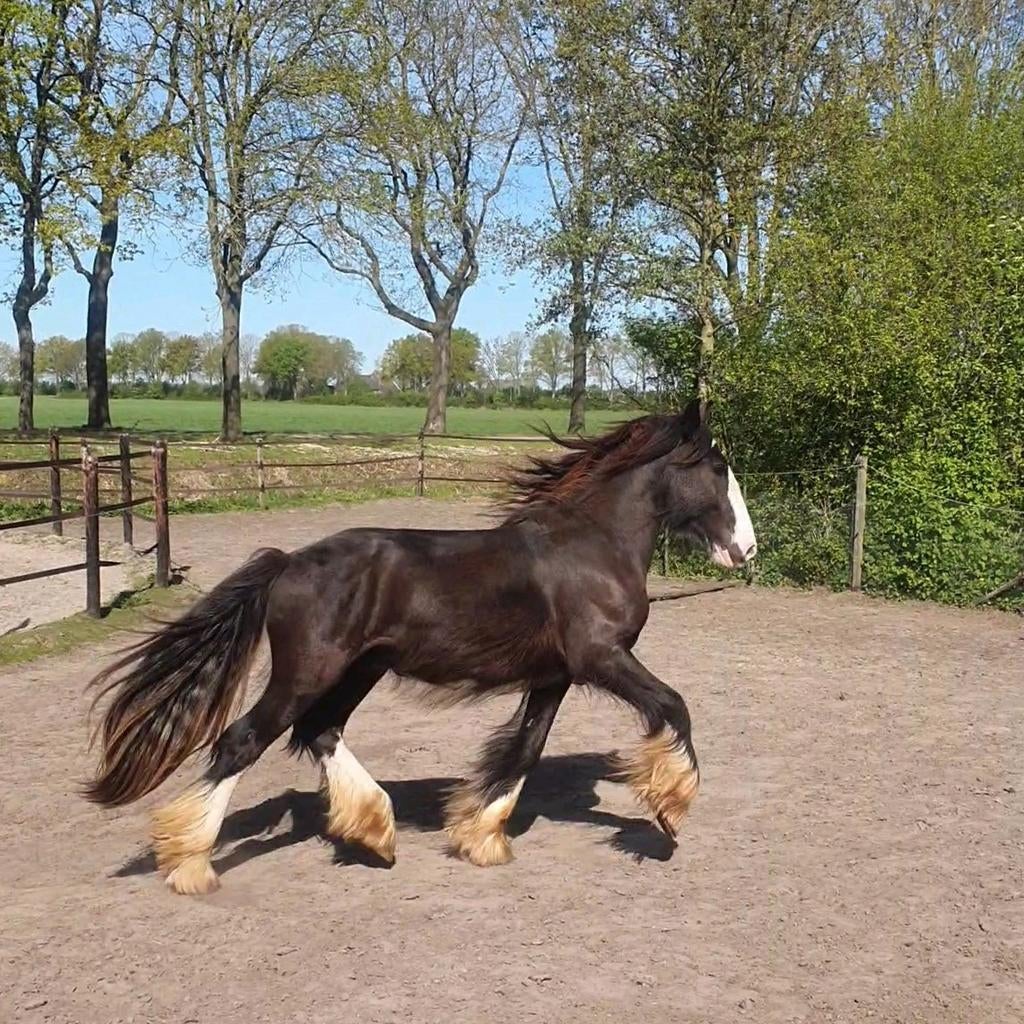 Forse, nuchtere jonge tinker met flink behang!!, Dieren en Toebehoren, Pony's, E pony (1.48m - 1.57m), Niet van toepassing, 0 tot 2 jaar