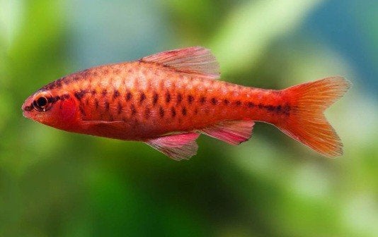 Verschillende soorten vissen, Dieren en Toebehoren, Vissen | Aquariumvissen, Vis, Zoetwatervis, Schoolvis