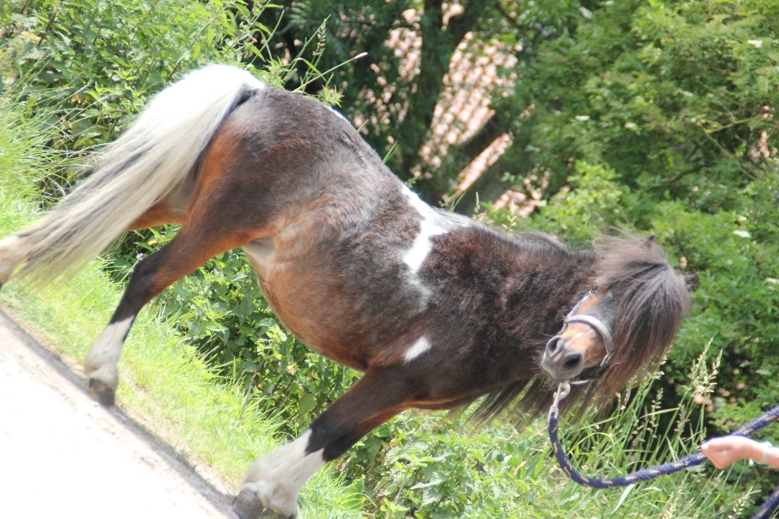 Mini paardje te koop, Merrie, Gechipt