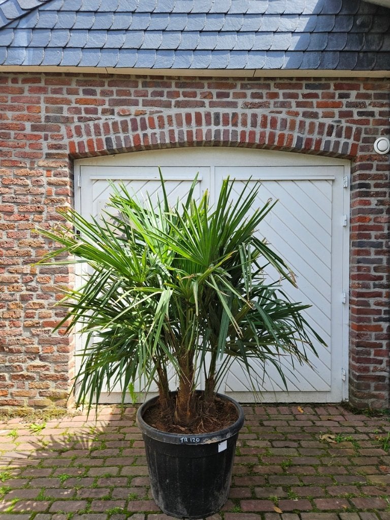 WINTERHARDE TRACHYCARPUS FORTUNEI PALMBOMEN  , Tuin en Terras, In pot, Halfschaduw, Ophalen of Verzenden, 100 tot 250 cm