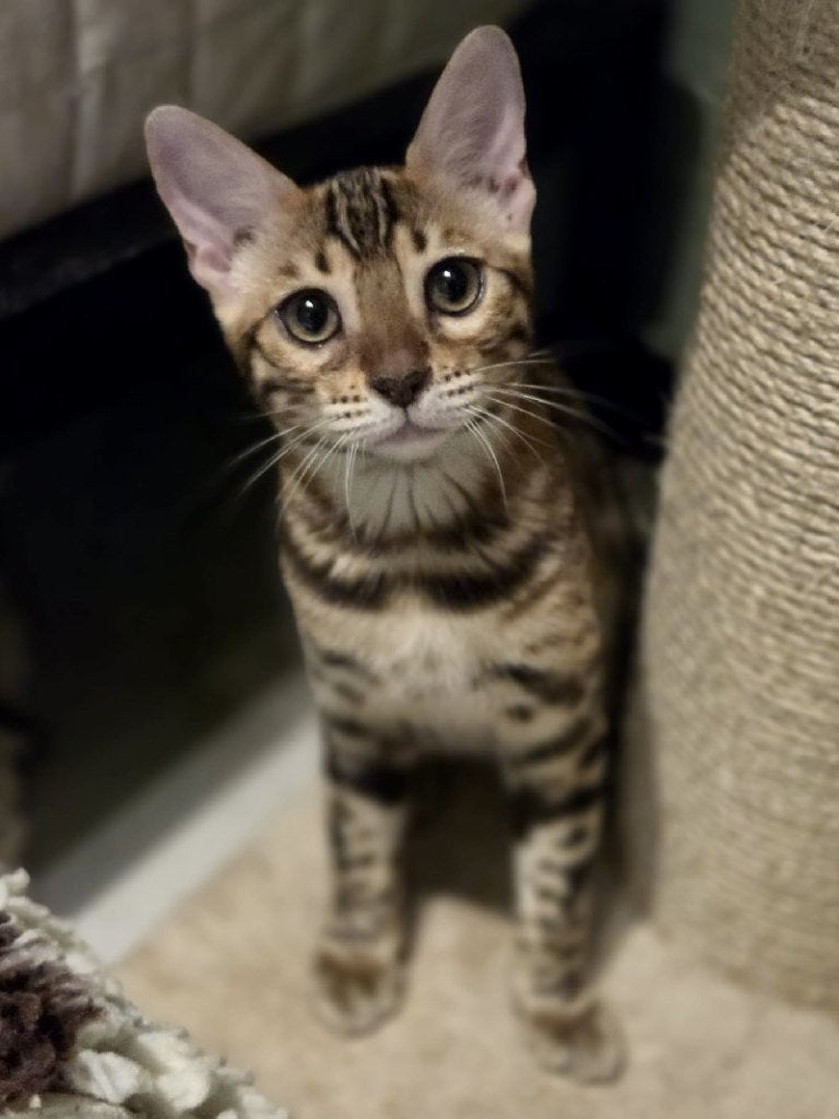 ACE: Kaoko zoekt een rustig en liefdevol gezin, Dieren en Toebehoren, Katten en Kittens | Raskatten | Korthaar, Kater, Gechipt
