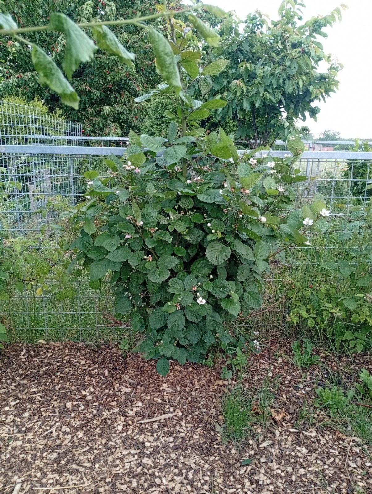 Grote doorloze bramenstruiken te koop, Ophalen, Overige soorten, Minder dan 100 cm