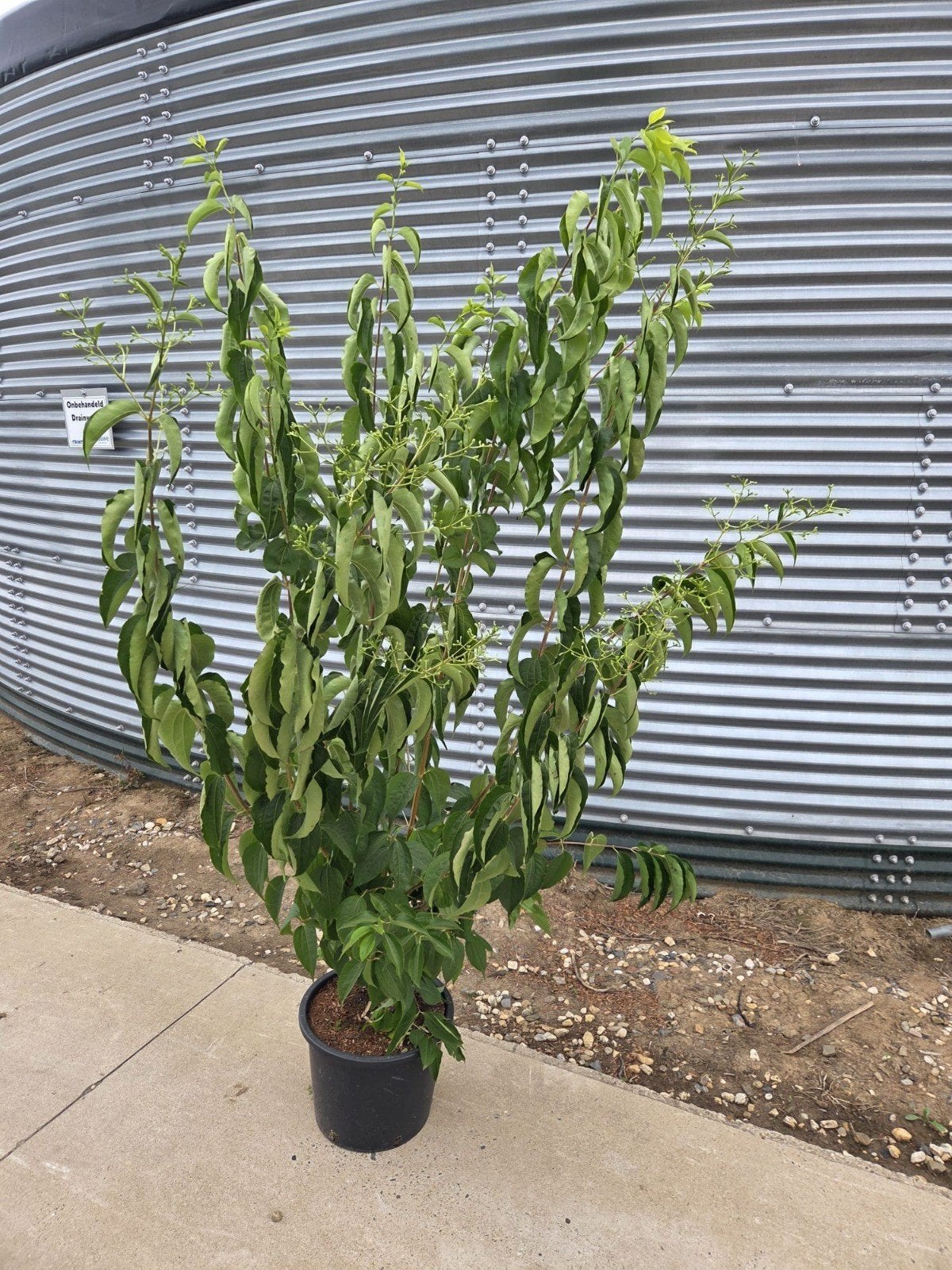 Heptacodium miconoides 175/200 cm - Zevenzonenboom, Ophalen of Verzenden, Overige soorten, Volle zon