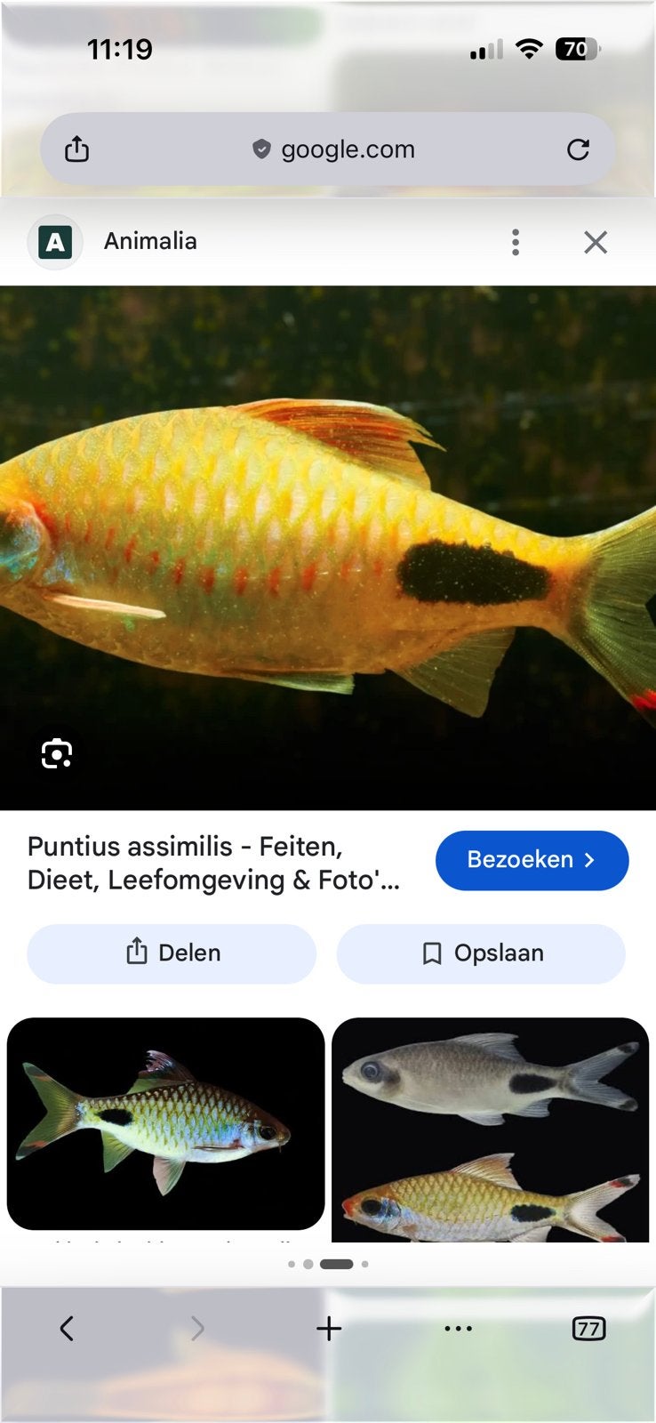 Gezocht, medium formaat scholenvis, Vis