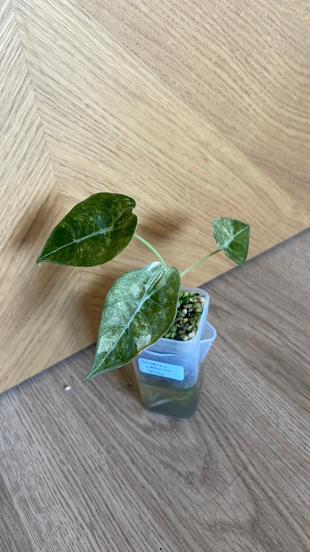Alocasia watsoniana glossy pink variegated, Huis en Inrichting, Kamerplanten, Groene kamerplant, Ophalen, Halfschaduw, Minder dan 100 cm