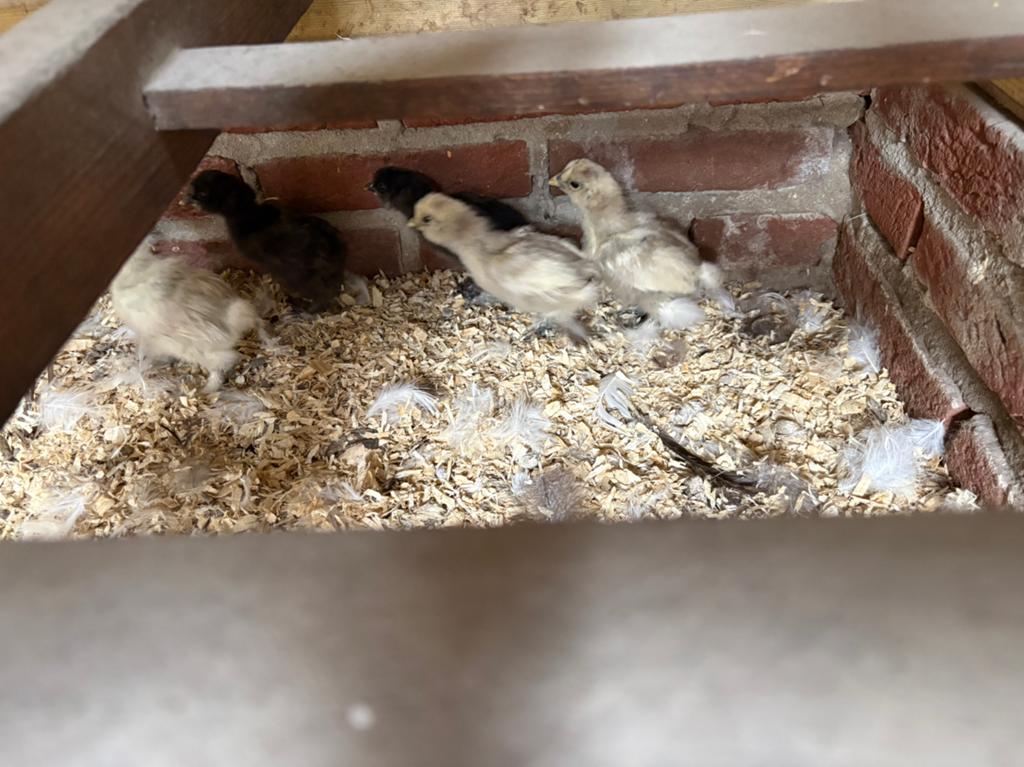 Zijdehoenders diverse kleuren circa 4-6 weken oud (15stuks), Dieren en Toebehoren, Geslacht onbekend, Kip