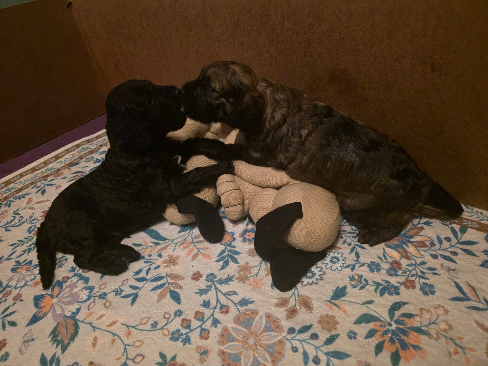 Labradoodle pups, Dieren en Toebehoren, 8 tot 15 weken, Meerdere, Meerdere dieren, CDV (hondenziekte)