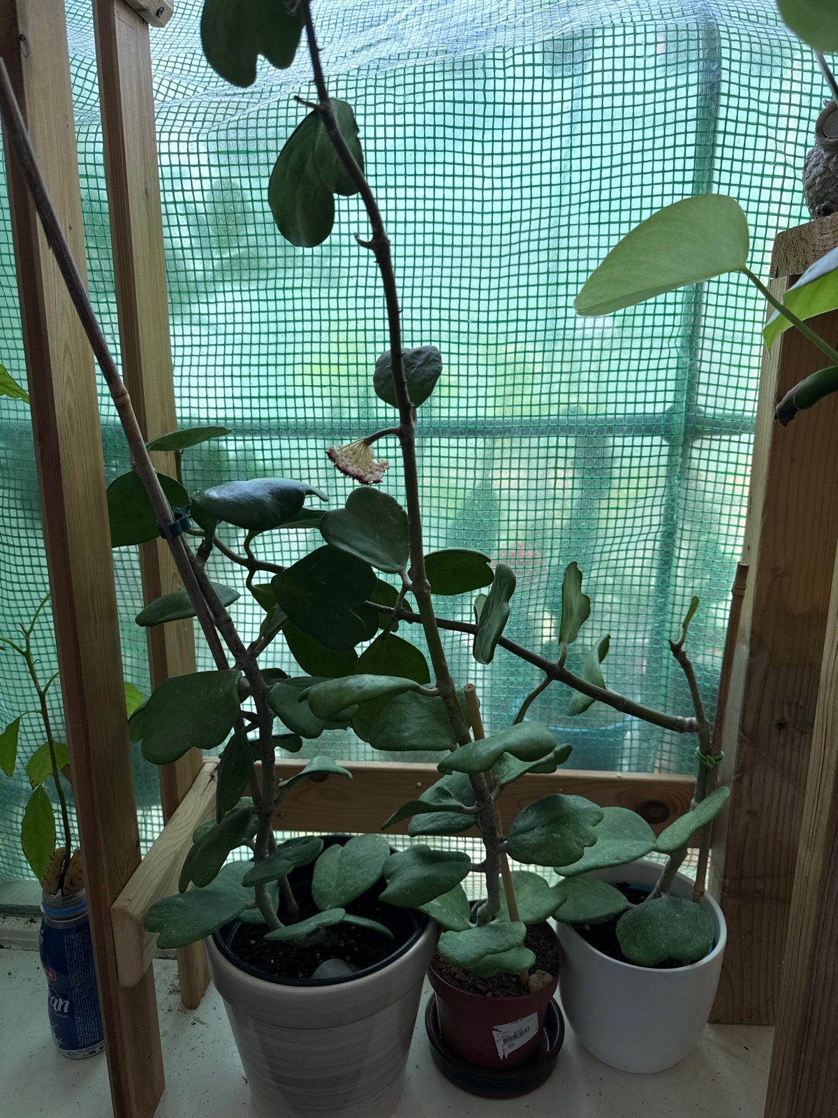 Hoya Kerrii - Hartjesplant, Vaste plant, Ophalen of Verzenden, Halfschaduw, Klimplanten
