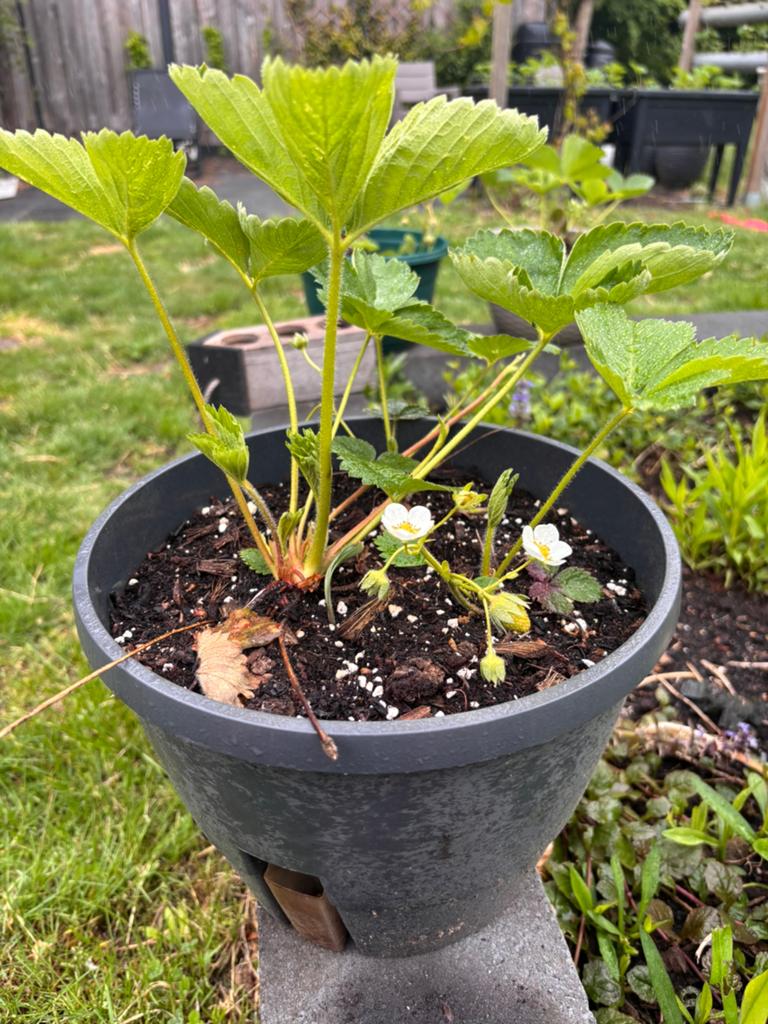 3 aardbeienplantjes te koop!, Tuin en Terras, Ophalen, Volle zon