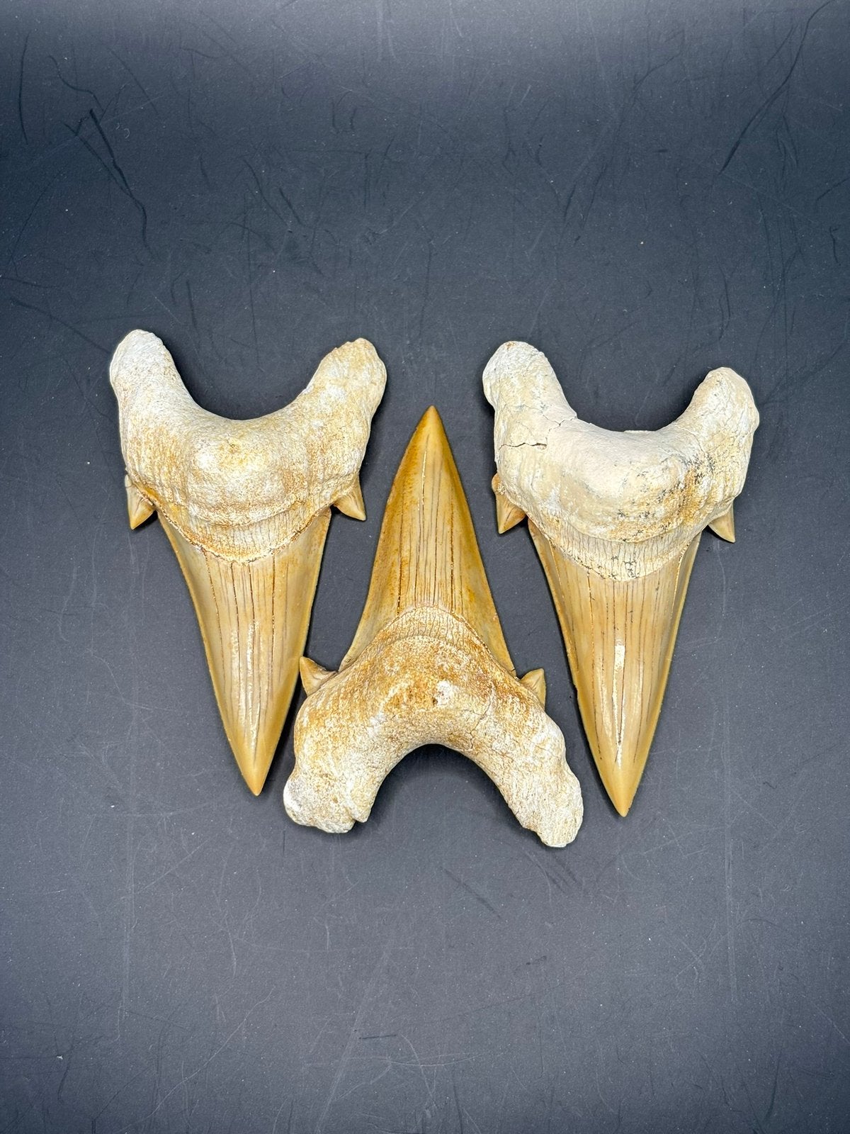 Fossiele haaientand Otodus Obliquus, Ophalen of Verzenden, Fossiel