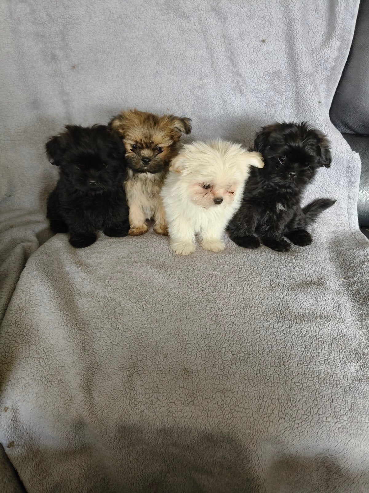 Te koop Boomer  Pomperiaan pups, Overige rassen, Meerdere, Meerdere dieren, Nederland