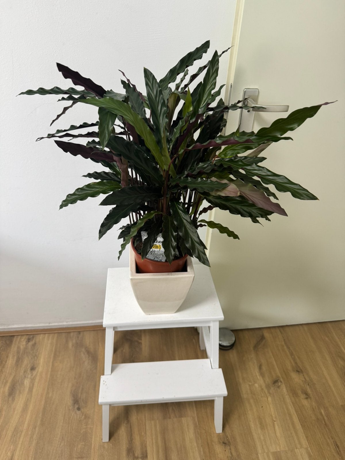 Calathea plant 1, Ophalen, Halfschaduw, Minder dan 100 cm
