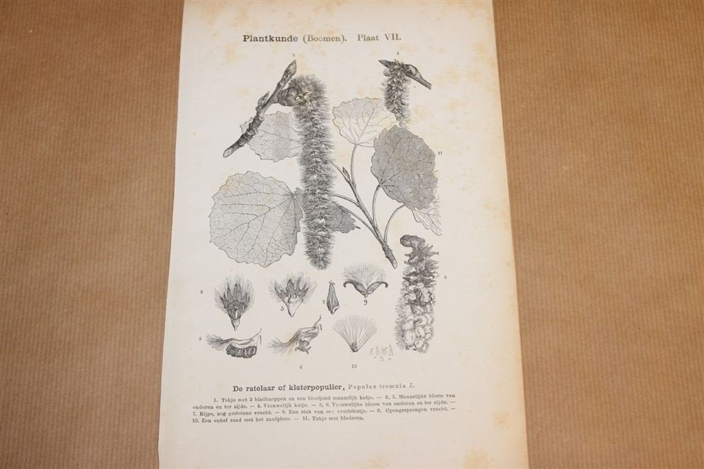 Antieke botanische prent - Ratelpopulier - 1875 !!, Ophalen of Verzenden, Voor 1940, Gebruikt, Overige onderwerpen