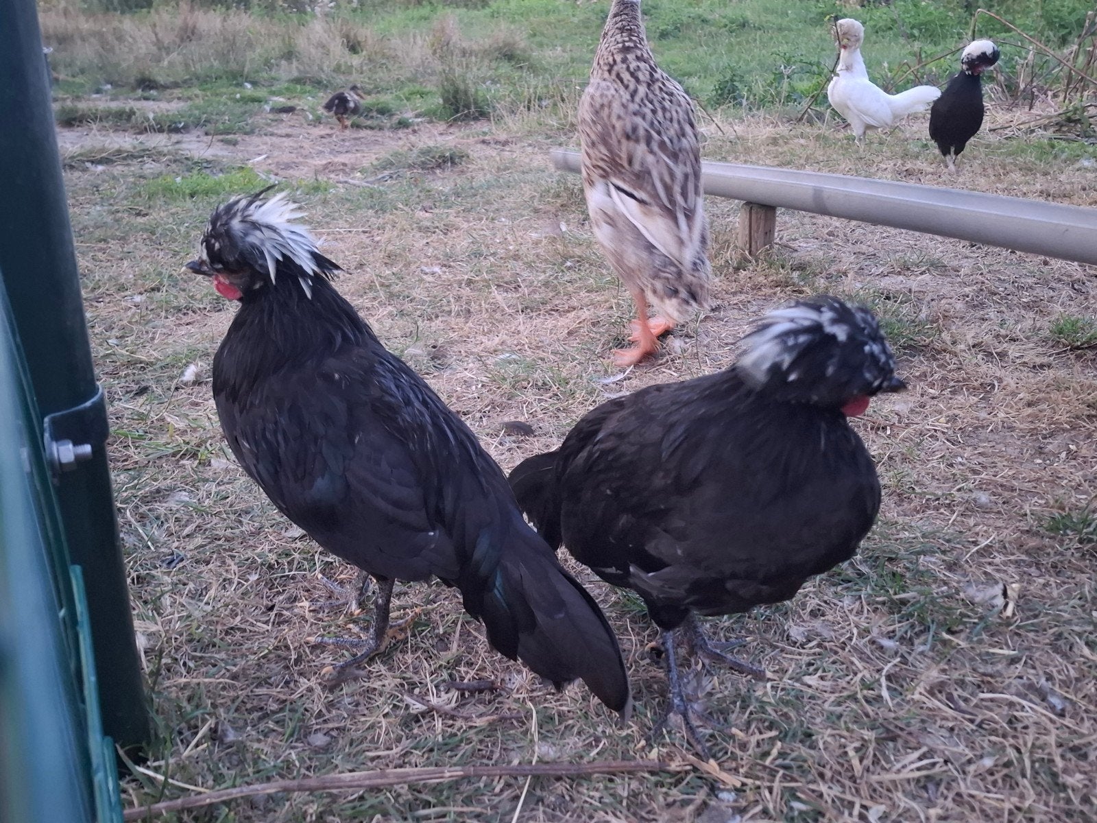 2 kuifhoen haantjes, Mannelijk, Kip