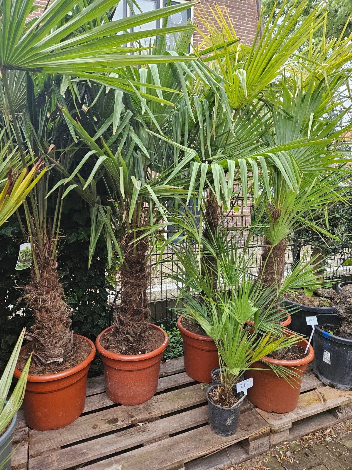 Palmbomen 200cm stam 70cm hoog: 175 euro, Tuin en Terras, Planten | Bomen, Ophalen of Verzenden, Overige soorten
