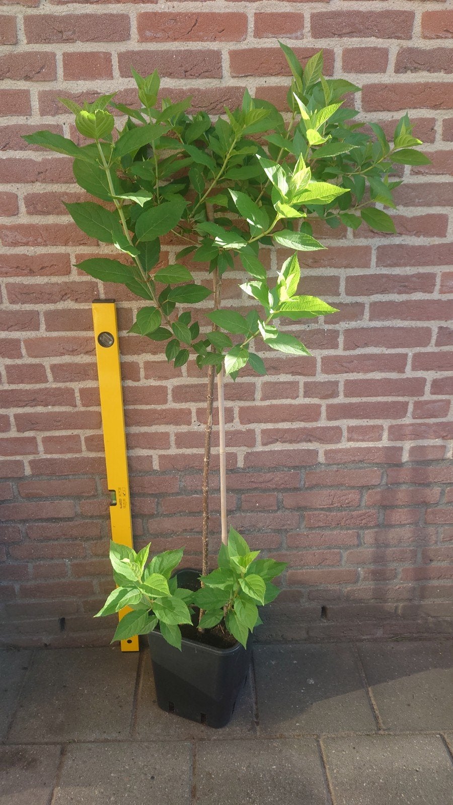 Hortensia op stam wit, Tuin en Terras, Ophalen, Hortensia, Minder dan 100 cm