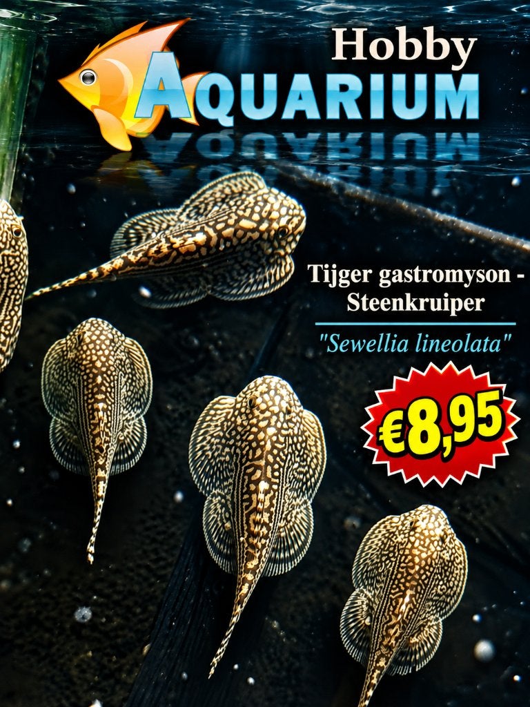 Hobbyaquarium Tijger gastromyson - Sewellia lineolata, Dieren en Toebehoren, Vis, Zoetwatervis, Schoolvis