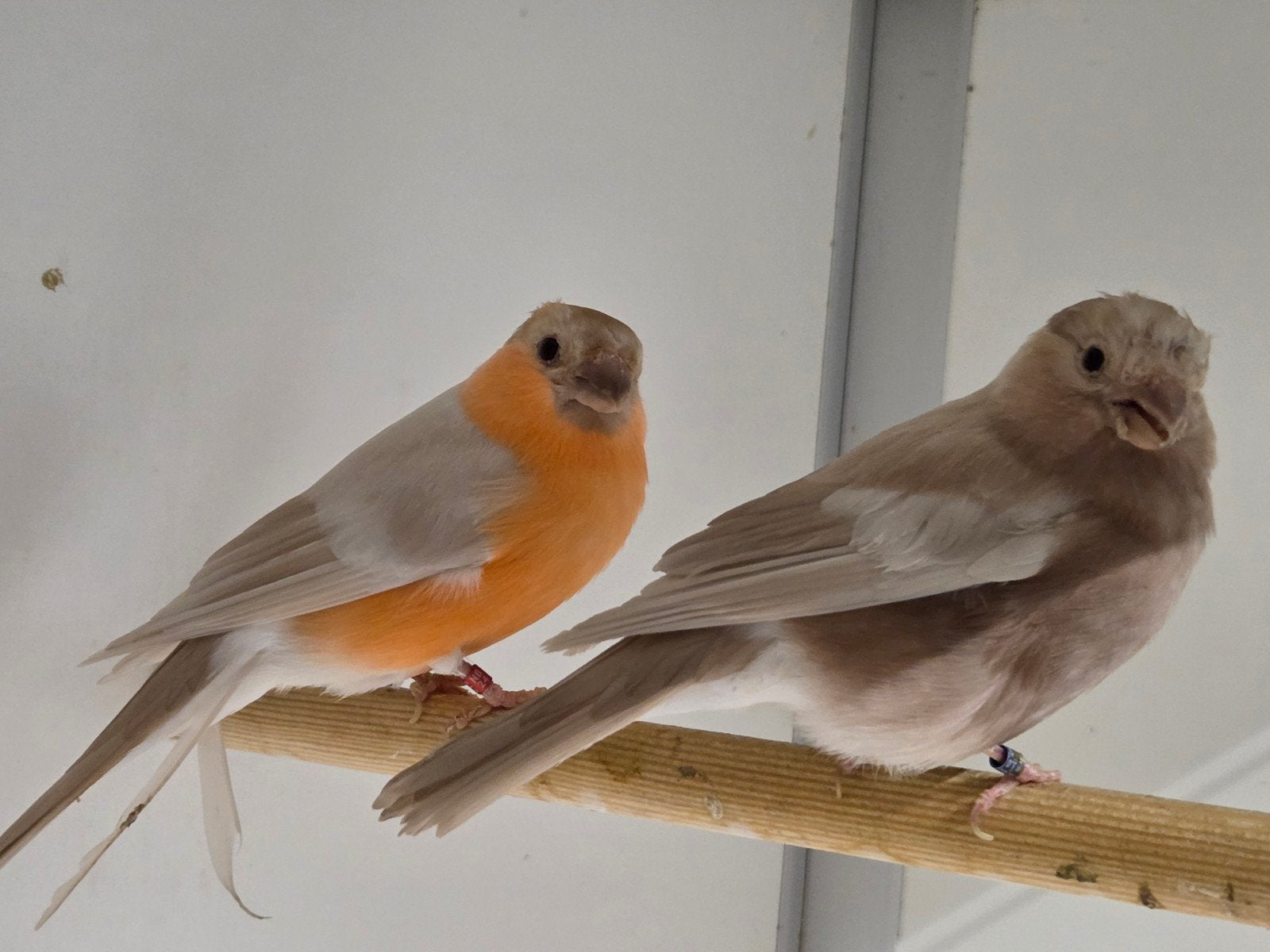 Koppel Noorse goudvink mutatie, Meerdere dieren, Wildzangvogel