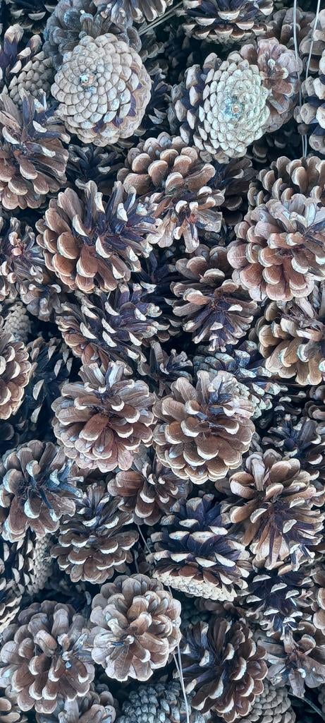 Kleine dennenappels 300, Nieuw, Educatief, Knutselmateriaal, Hout