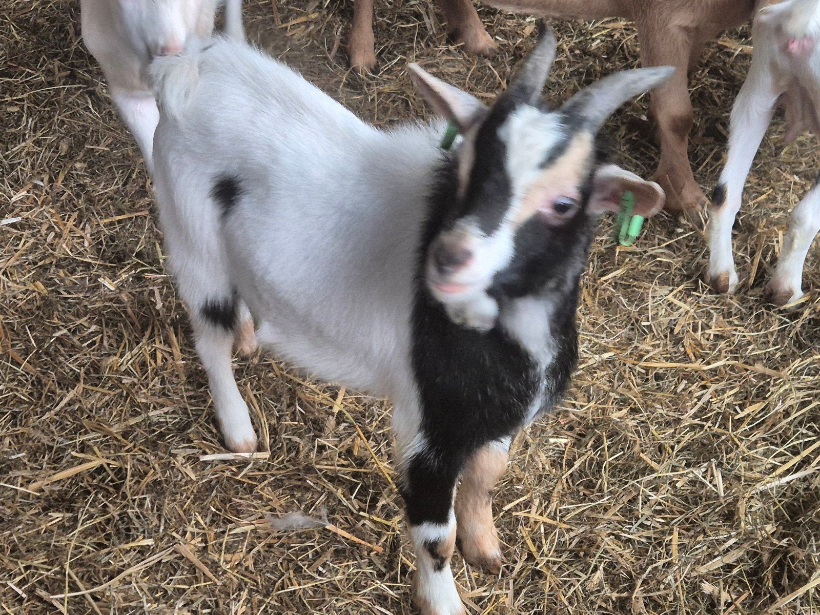 Te Koop 2 dwerggeitbokjes, Dieren en Toebehoren, Mannelijk, Geit, 0 tot 2 jaar