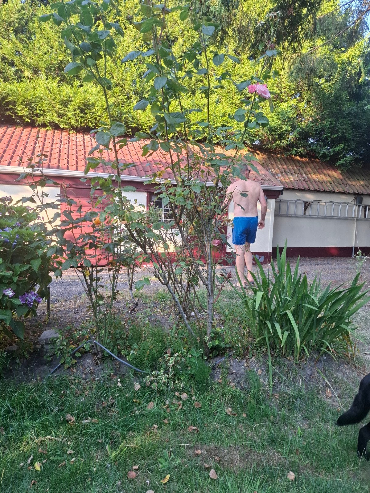 3 rozen struiken, Tuin en Terras, Planten | Bomen, Overige soorten, Minder dan 100 cm, Zomer, Ophalen