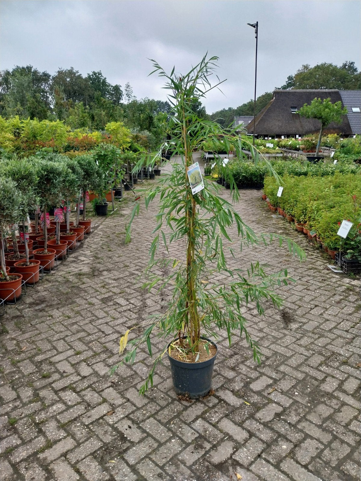 Salix Sepulcralis Chrysocoma - Treurwilg 180-200 cm, Ophalen, In pot, Volle zon, Overige soorten