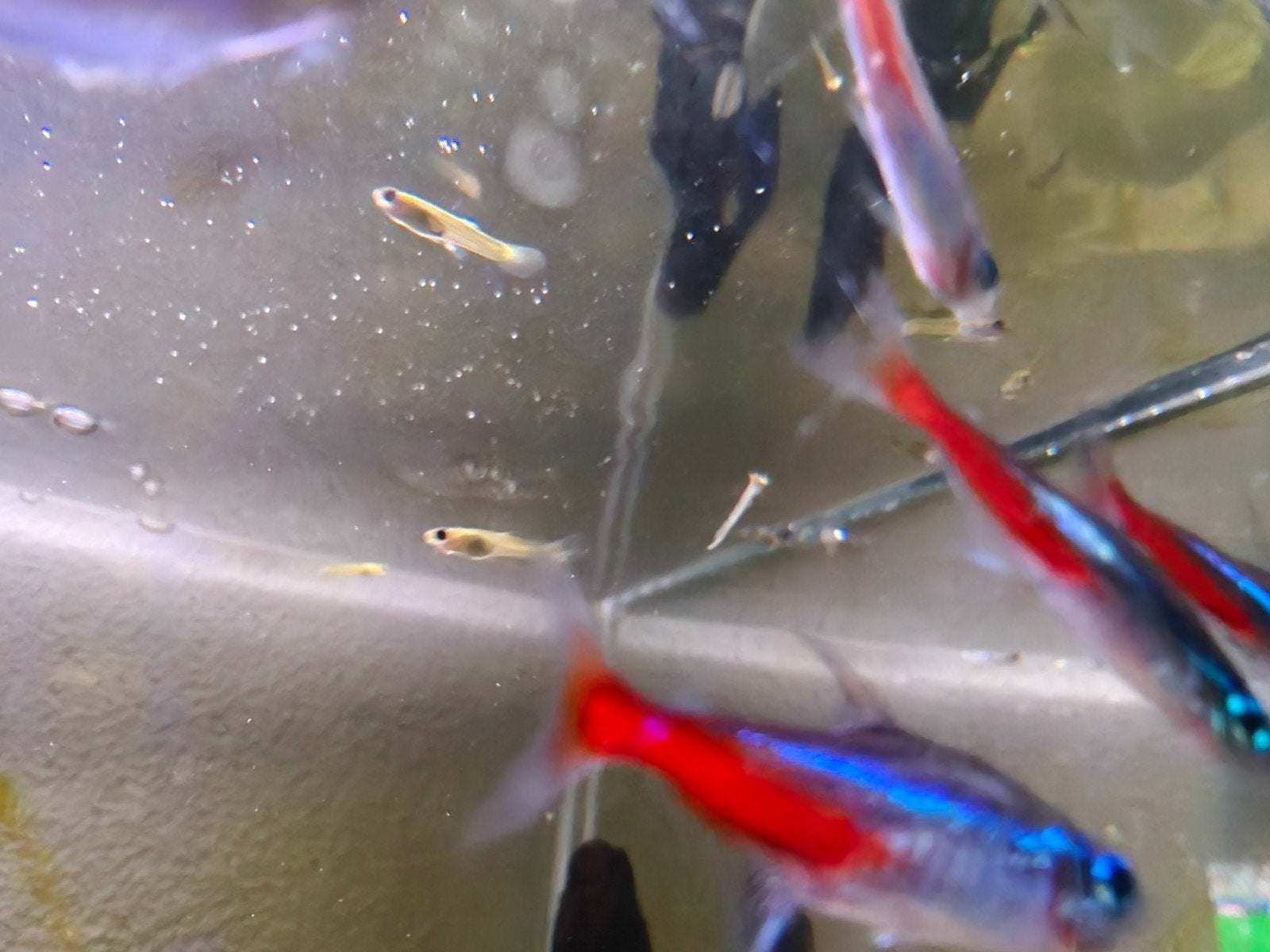 Gratis guppy, 15 guppies aquarium vissen ivm overbevolking, Vis