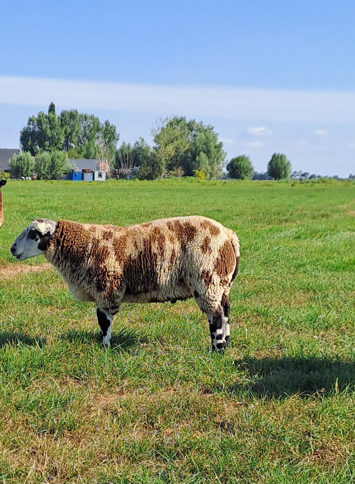 dekram, Mannelijk, Schaap, 0 tot 2 jaar