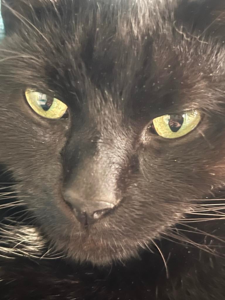 Kat, Dieren en Toebehoren, Kater
