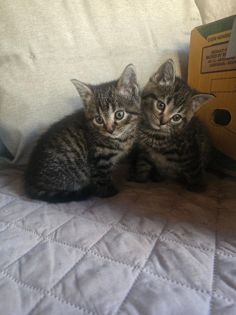 Kittens, Meerdere dieren