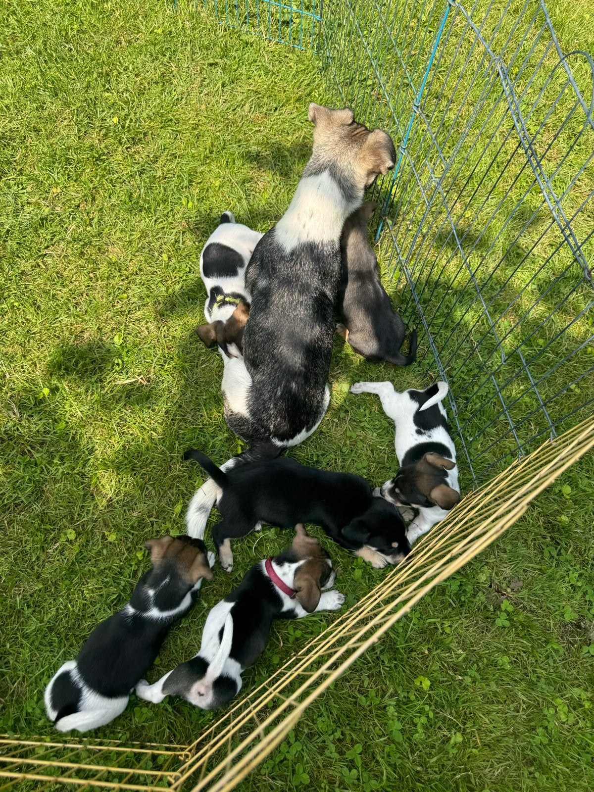 Jackrussel puppy’s die al mogen verhuizen!, Nederland, Jack Russell Terriër, 8 tot 15 weken, Parvo