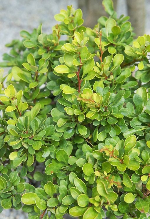 Berberis thunbergii, Japanse groene zuurbes, Ophalen of Verzenden, Overige soorten, Struik, Minder dan 100 cm