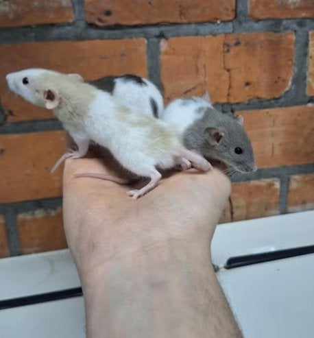 Jonge dwergratjes handtam, Dieren en Toebehoren, Knaagdieren, Rat, Mei, Meerdere dieren, Tam