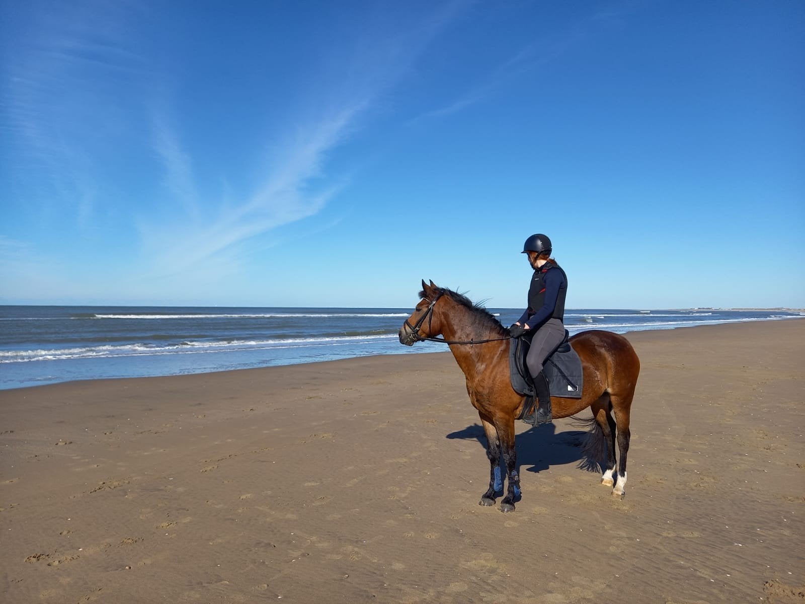 Pensionstal gezocht omgeving Tiel!!, Weidegang, 1 paard of pony