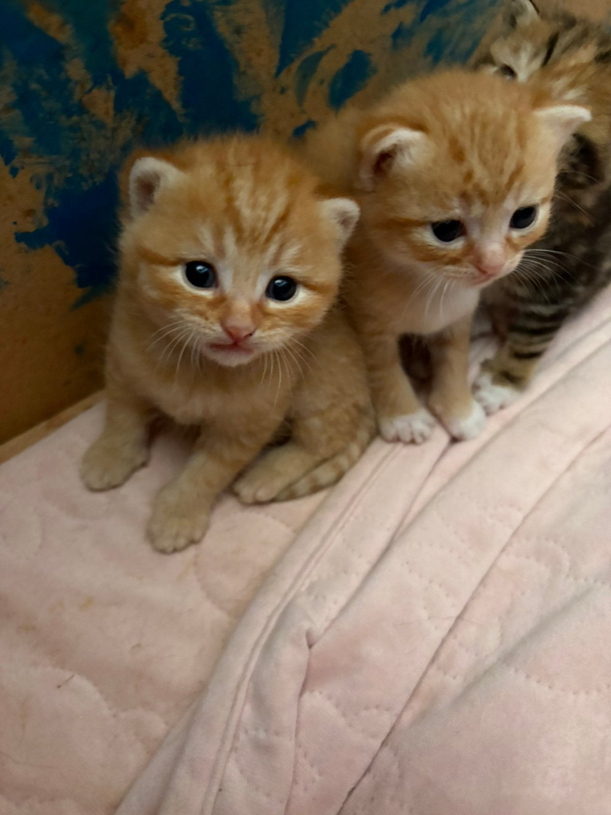 Lieve Britse kortharen kittens zoeken alvast een warm huisje, Meerdere dieren, Kortharig, 0 tot 2 jaar