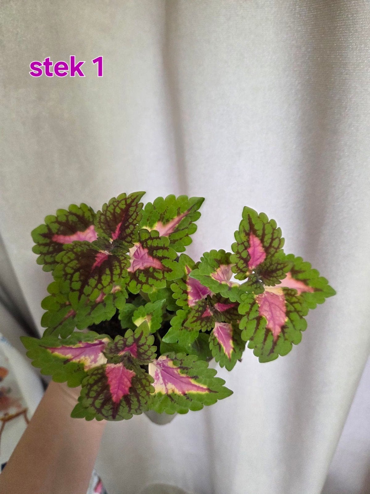 Mooie, gezonde Coleus (Siernetel) stekjes – 'Wizard Rose, Ophalen of Verzenden, In pot, Halfschaduw, Minder dan 100 cm