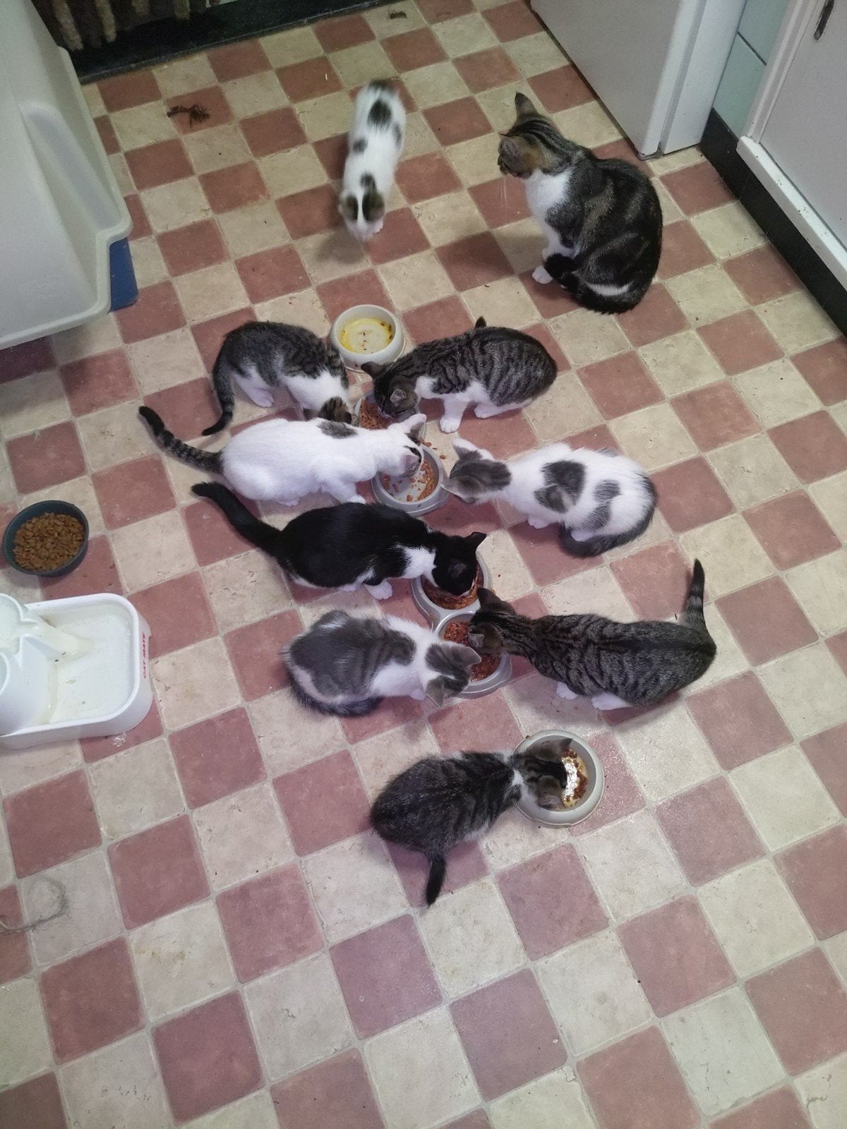 kittens aangeboden, Meerdere dieren, Kortharig, 0 tot 2 jaar