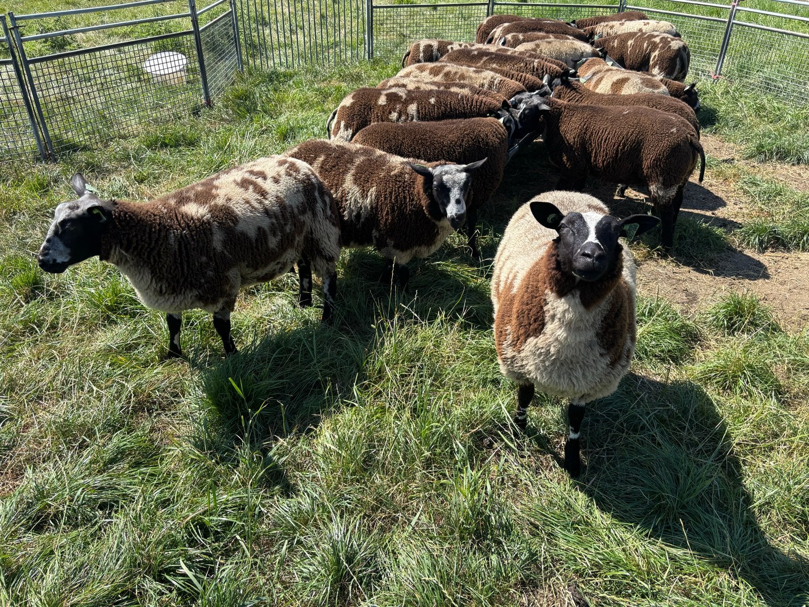 Bonte ooilammeren, Dieren en Toebehoren, Schapen, Geiten en Varkens, Vrouwelijk, Schaap