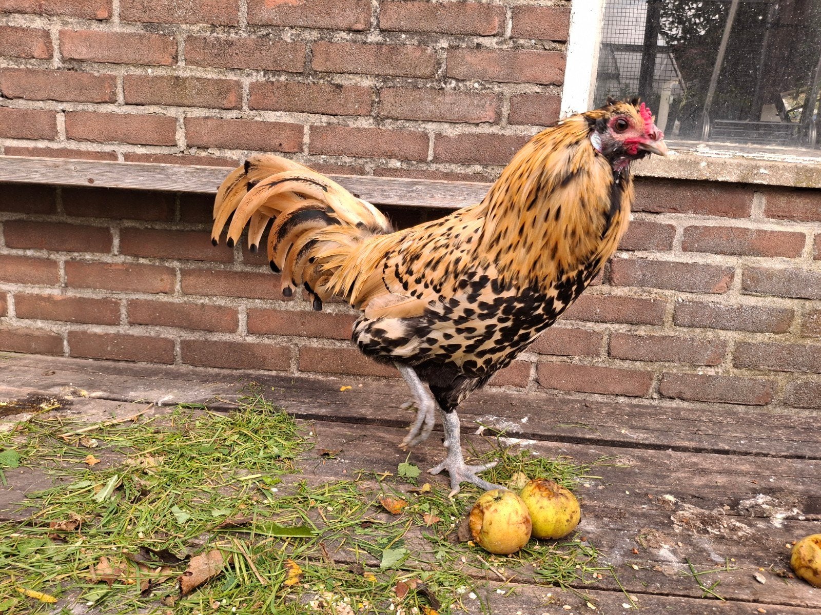 grote Nederlandse Uilebaard haan, Mannelijk, Kip