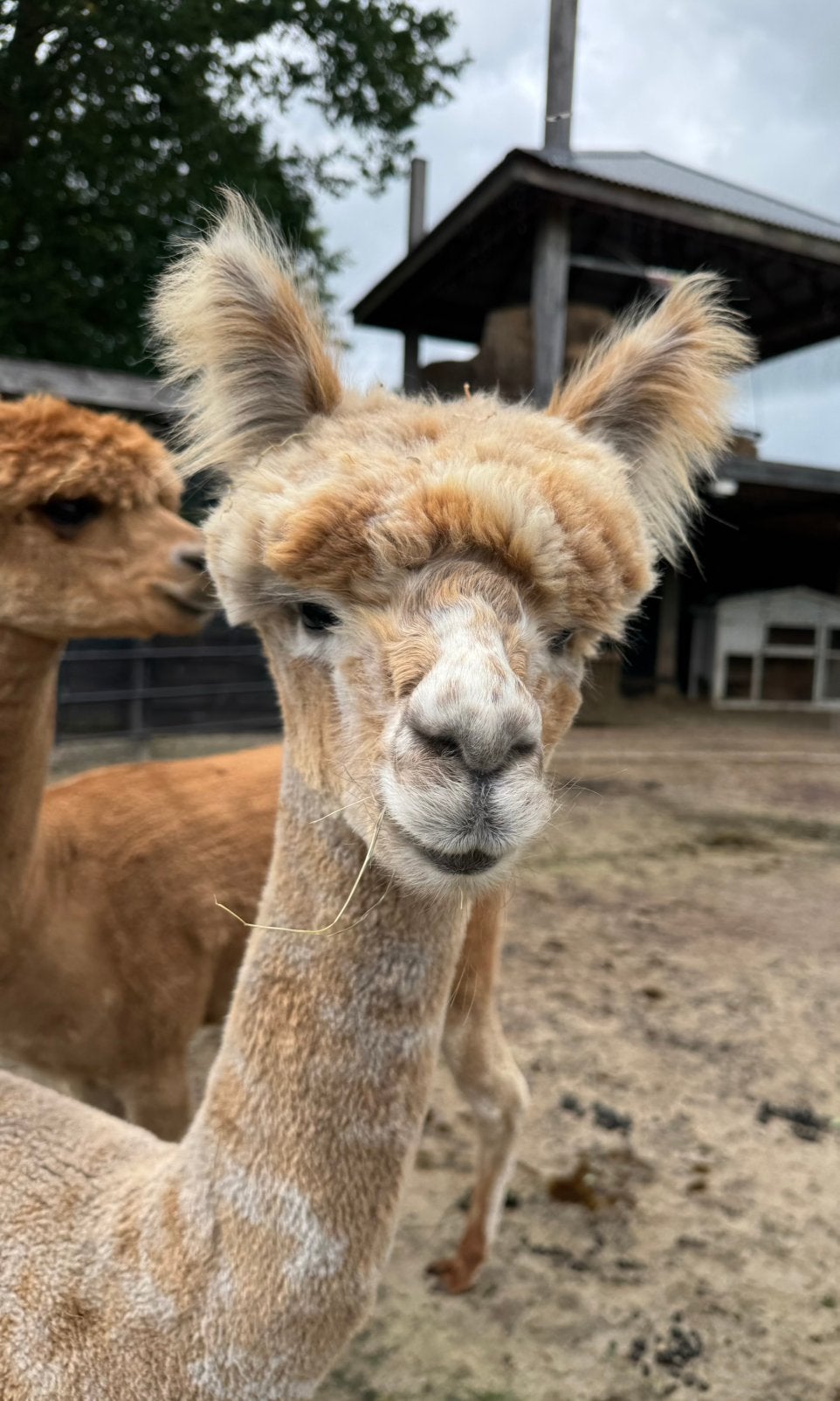 Alpaca appaloosa hengst, Dieren en Toebehoren, Overige Dieren, Juli, Mannelijk