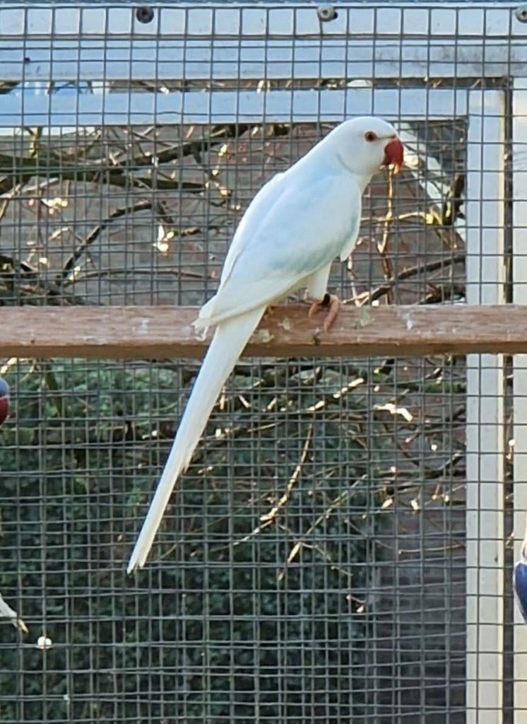 Halsbandparkiet opaline bleekstaart, Meerdere dieren, Parkiet