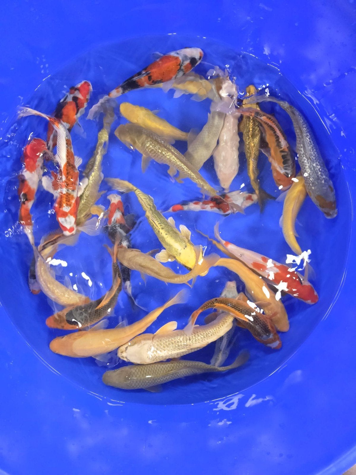Tosai mix 18-23cm, Karper of Koi