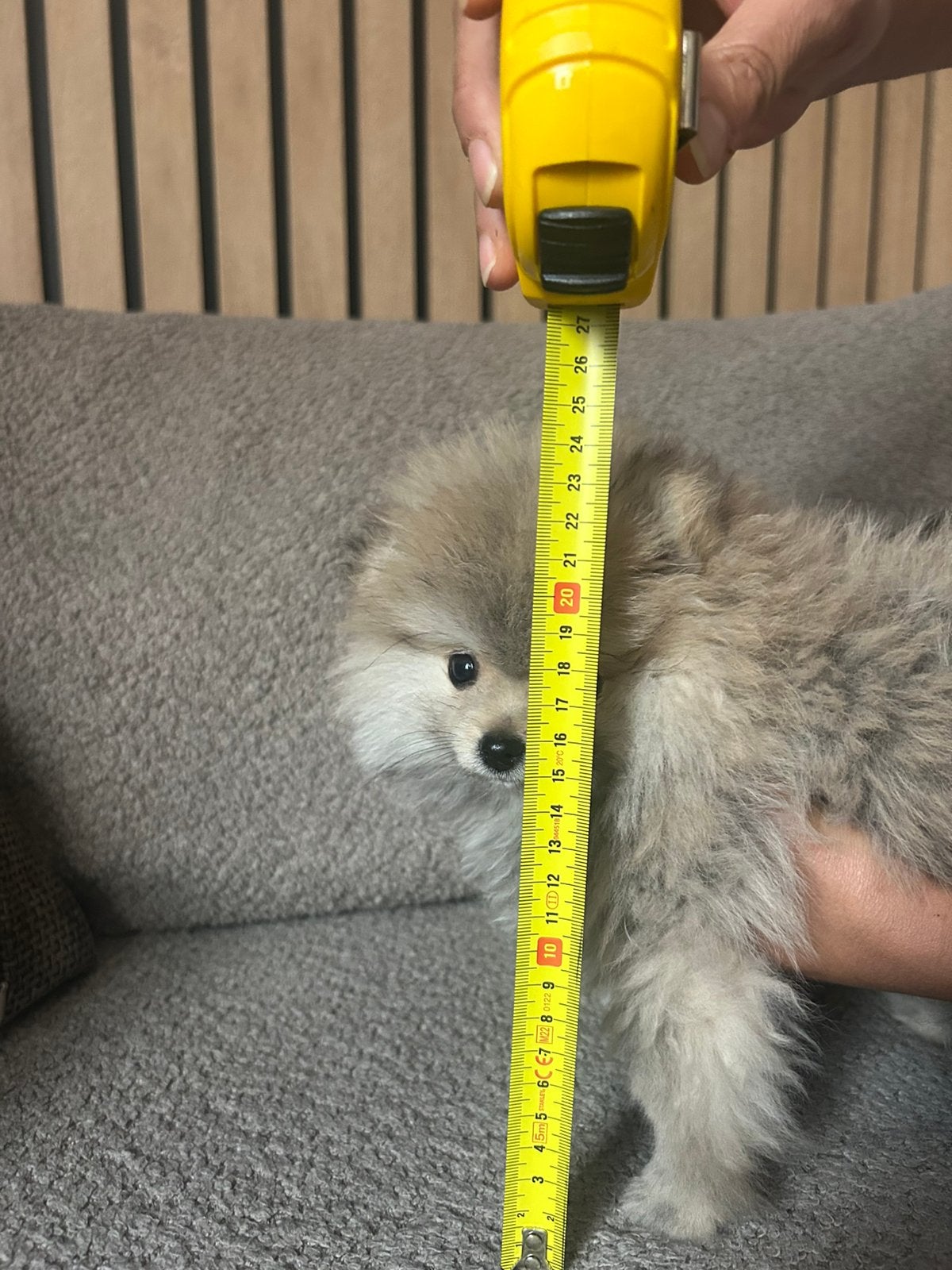 Bear face mini pomeranian, Keeshond, HCC (leverziekte), 8 tot 15 weken, Teef