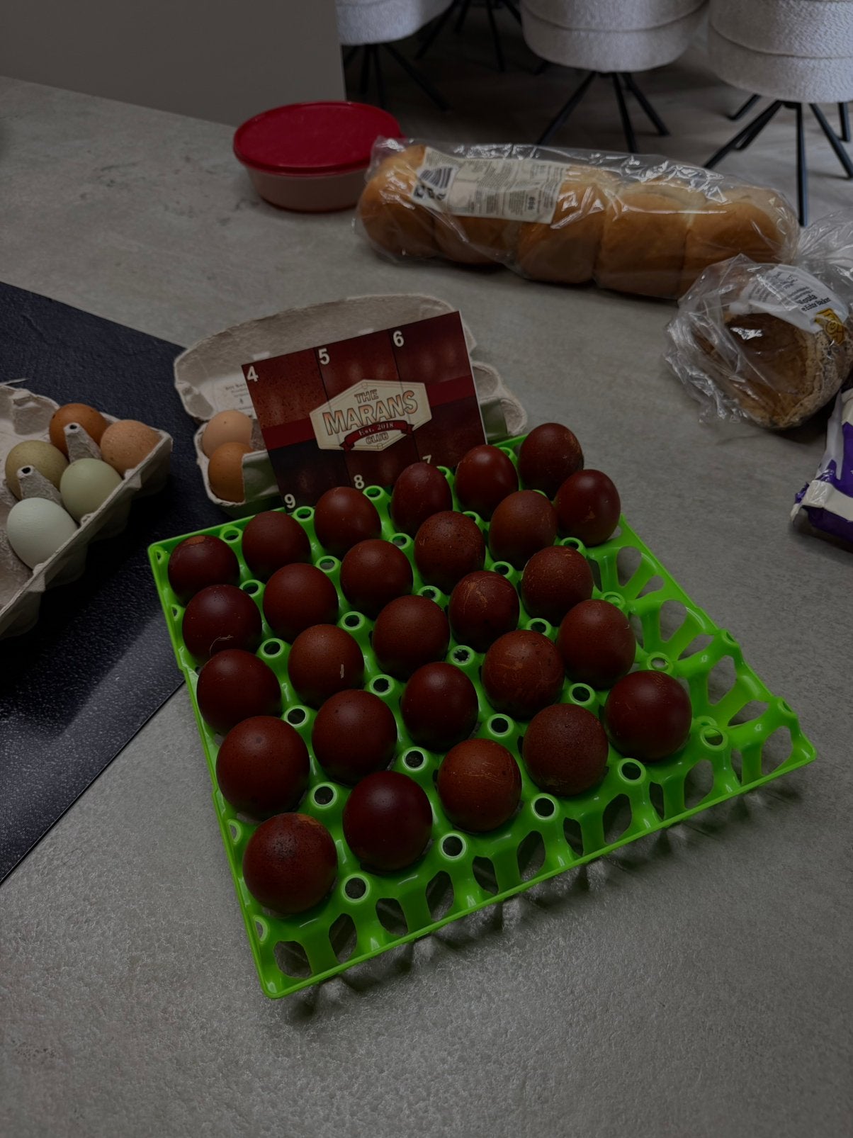 Broedeieren Marans (raszuiver zwart koper), Dieren en Toebehoren, Geslacht onbekend, Kip