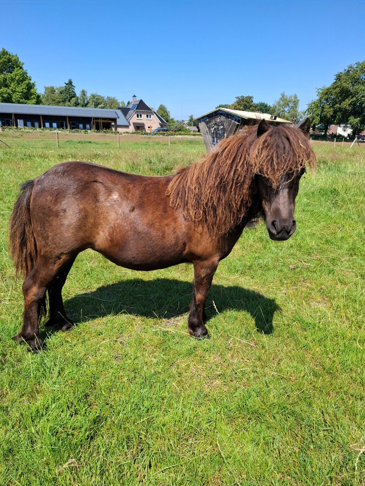Te koop: 1 jarige zwarte mini shetlander merrie., Dieren en Toebehoren, Pony's, Merrie, A pony (tot 1.17m), 0 tot 2 jaar