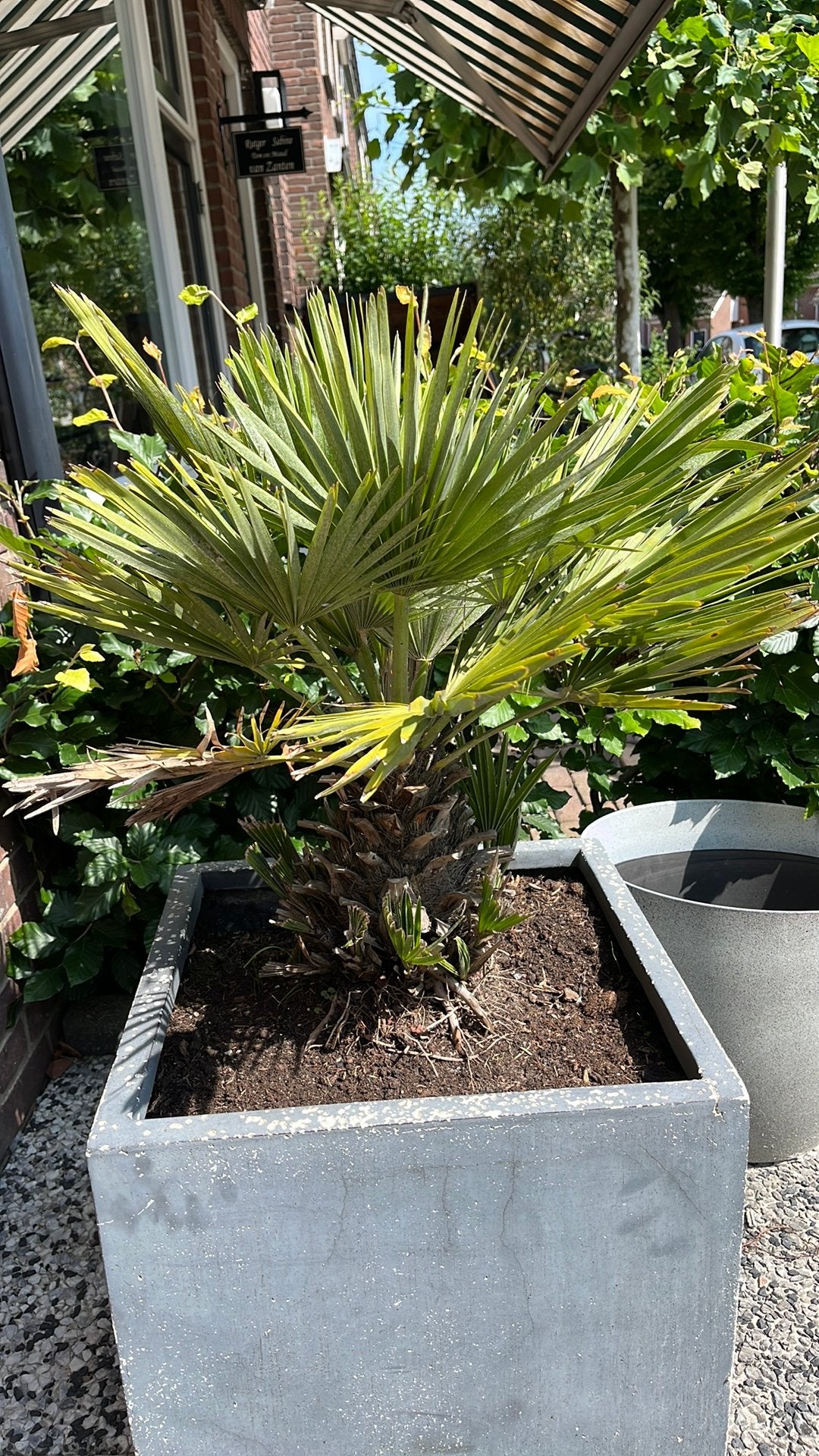 Palmboompje met pot, Ophalen, Bloeit niet, Overige soorten, Minder dan 100 cm