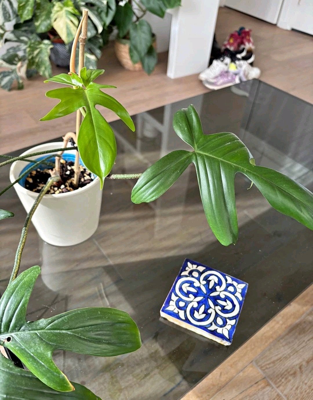 Philodendron Florida Green, Ophalen, Overige soorten, Volle zon